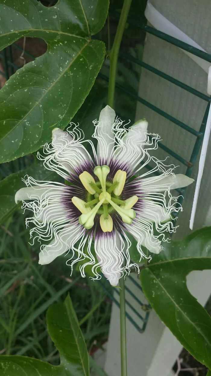 Lilikoi Or Passion Fruit.