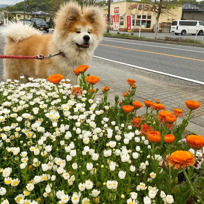 30 Pics Capturing This Adorable Akita Named Bob Who Has A Unique Heart-Shaped Face