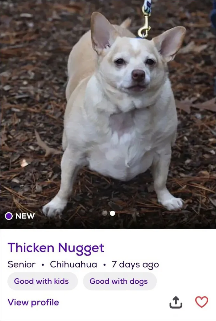 40 Hilariously-Creative Pet Names Shared By The "Petfinder Names" Twitter Page