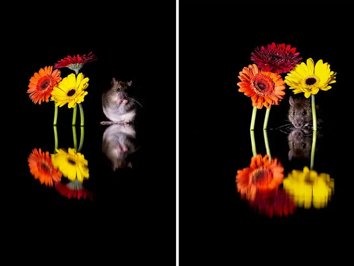 To Change People’s Negative Perceptions Of Rats, I Started Photographing Them In A Nice Way (19 Pics)