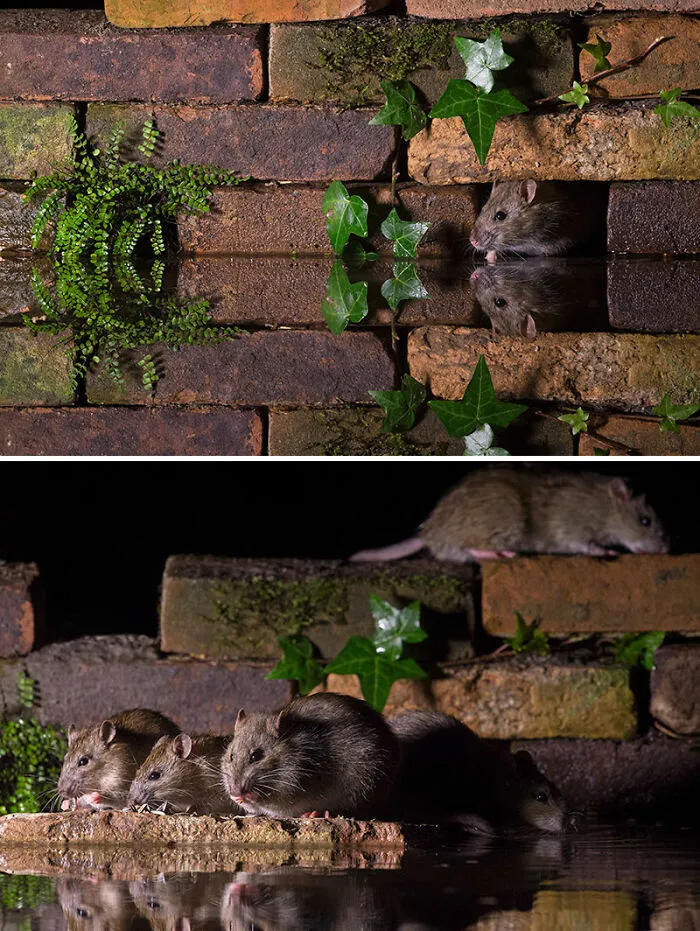 To Change People’s Negative Perceptions Of Rats, I Started Photographing Them In A Nice Way (19 Pics)