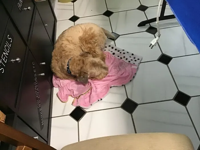 Diggity Dog. 3 Days After We Got Him. Such A Fuzzy Pup