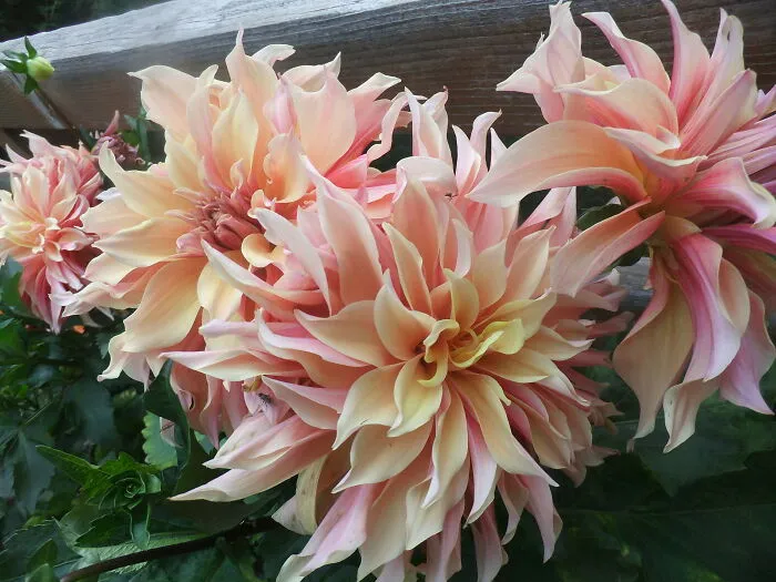 These Dahlia’s