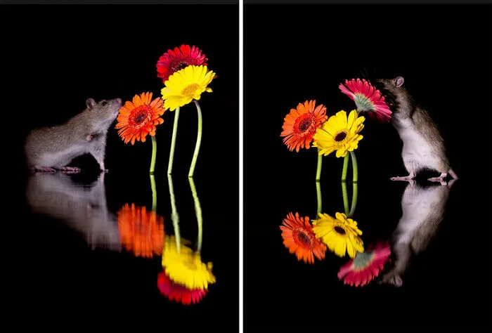 To Change People’s Negative Perceptions Of Rats, I Started Photographing Them In A Nice Way (19 Pics)