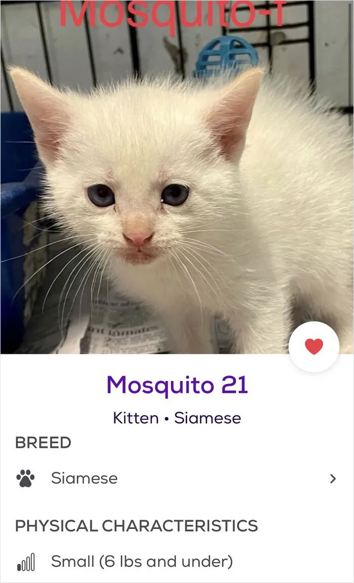 40 Hilariously-Creative Pet Names Shared By The "Petfinder Names" Twitter Page