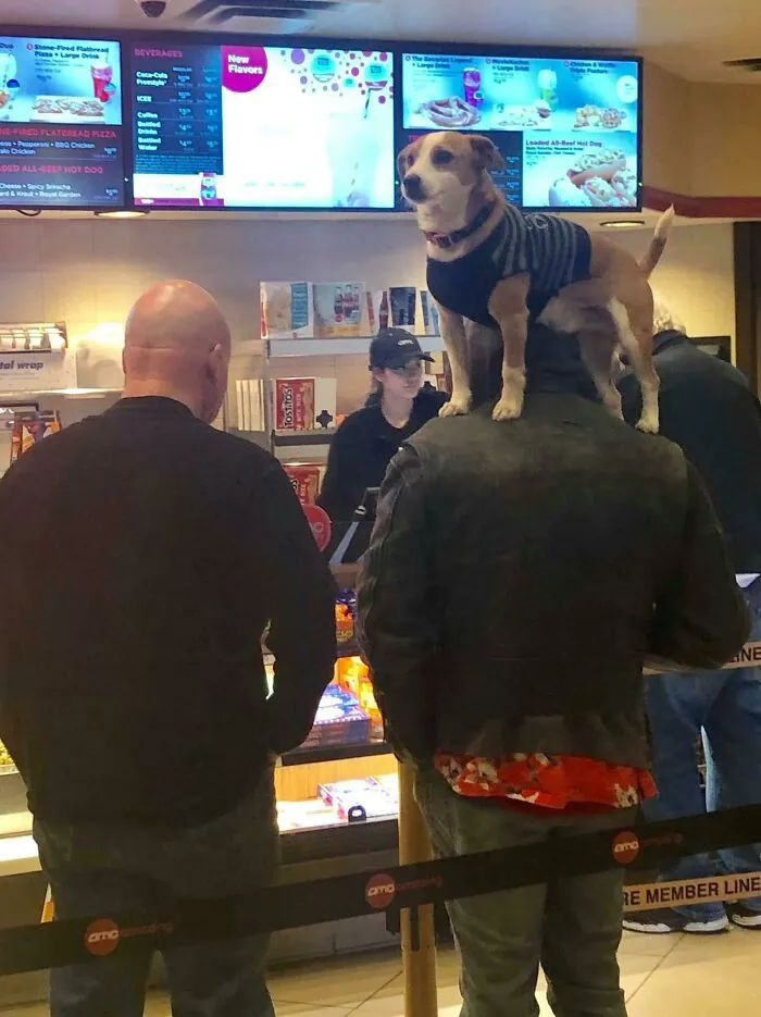 45 People Who Kept Their Cool In A Rather Unusual Situation