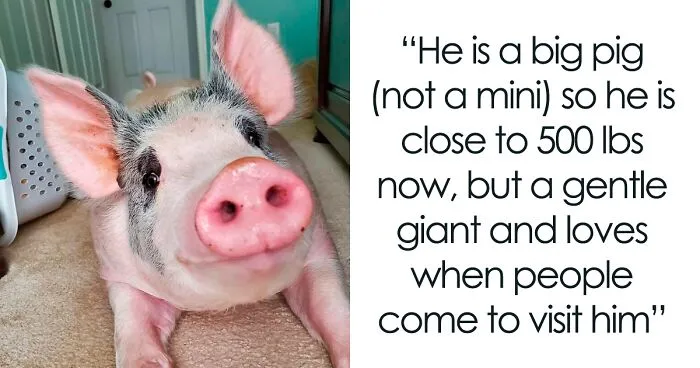Vet Said Floppy Wouldn't Live Longer Than A Week And Recommended Putting Him Down, Now He Is 1.5 Years Old And A 500 Lb Indoor Pig