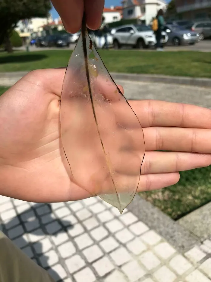 Leaf Has Been Sitting On A Fountain For A Long Time