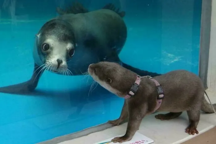 50 Fotos extrañas de animales que “no tienen explicación”