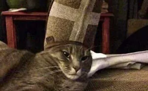 50 Weird Animal Photos That “Cannot Be Explained”