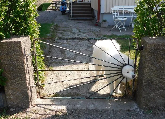 50 Weird Animal Photos That “Cannot Be Explained”