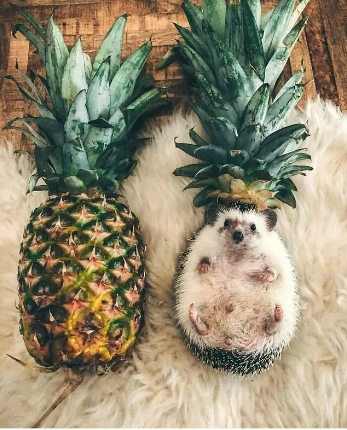 50 Fotos extrañas de animales que “no tienen explicación”