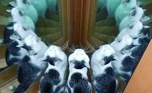 50 Weird Animal Photos That “Cannot Be Explained”