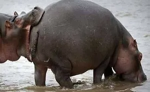 50 Weird Animal Photos That “Cannot Be Explained”