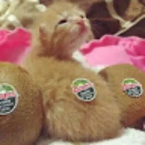 Butternut DerpFarts