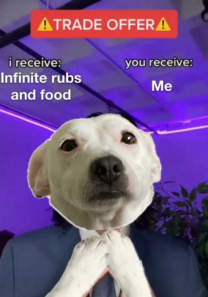 40 Truthful Memes About What It's Like To Have A Dog