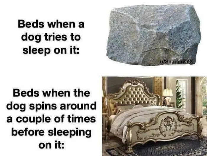 40 Truthful Memes About What It's Like To Have A Dog
