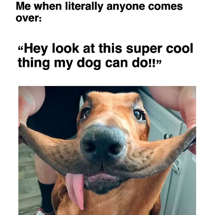 40 Truthful Memes About What It's Like To Have A Dog