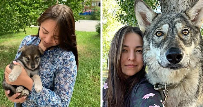 Woman Adopts A Wolf Cub From A Shelter Because It Wouldn't Have Survived In The Wild