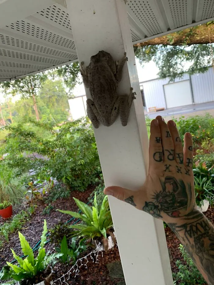 Look How Large This Tree Frog I Found Is