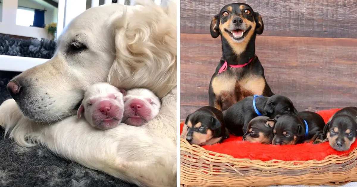 50 Mamás perrunas posando orgullosas con sus cachorros