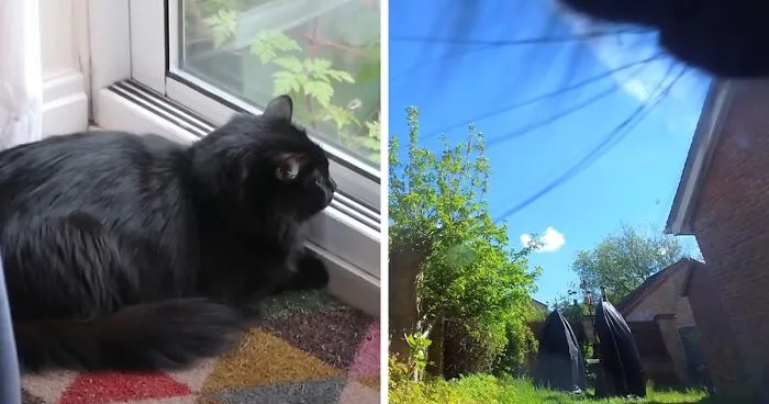 British Man Attached A Tiny Bluetooth Camera To His Kitten's Collar For 24 Hours To See What His Cat's Secret Life Looks Like