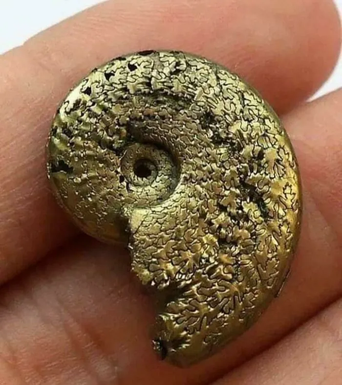 Osperlioceras Bicarinatum Golden Pyrite. Found In France