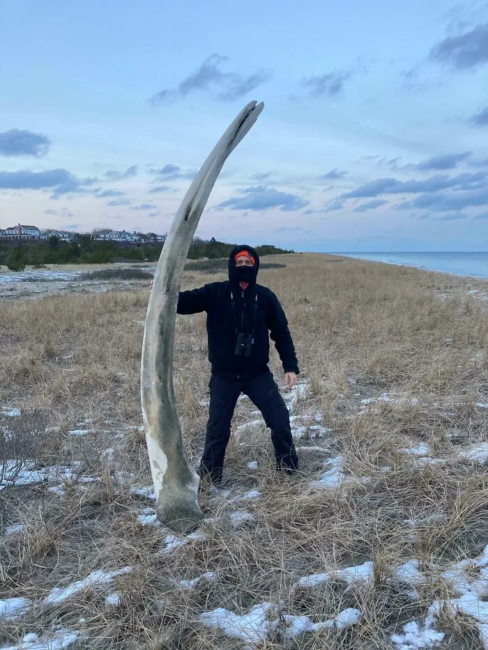 A Humpback Whale Jaw I Found This Weekend In New England