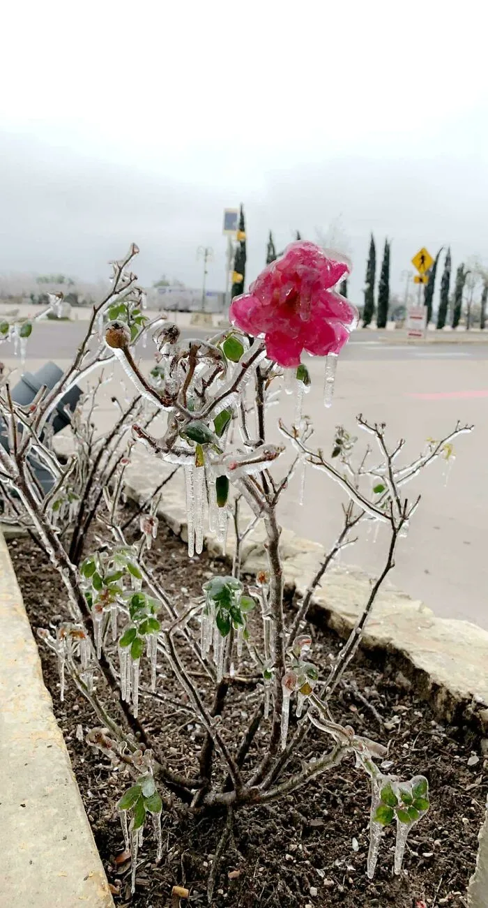 Flor congelada que encontré en Austin durante la tormenta de invierno de Texas
