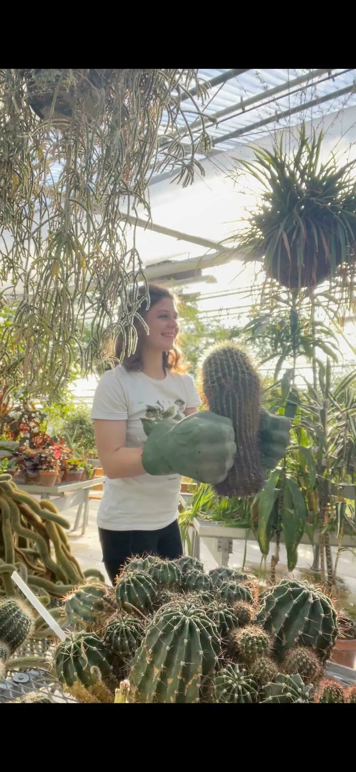Usamos las manos de Hulk para mover los cactus en mi trabajo