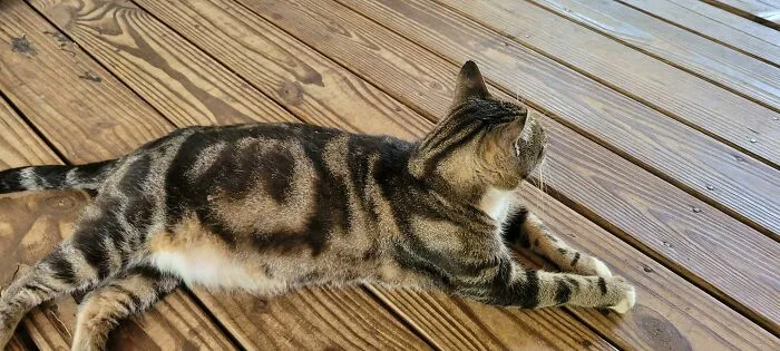 My Aunts Cat Has The Word No Circled In His Fur Pattern