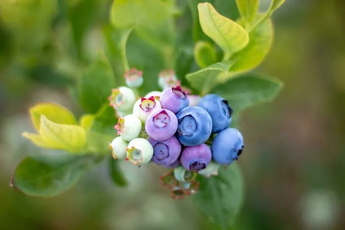 The Gradient This Clump Of Blueberries Makes