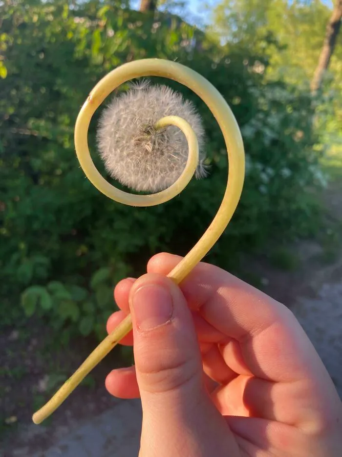 Diente de león en espiral