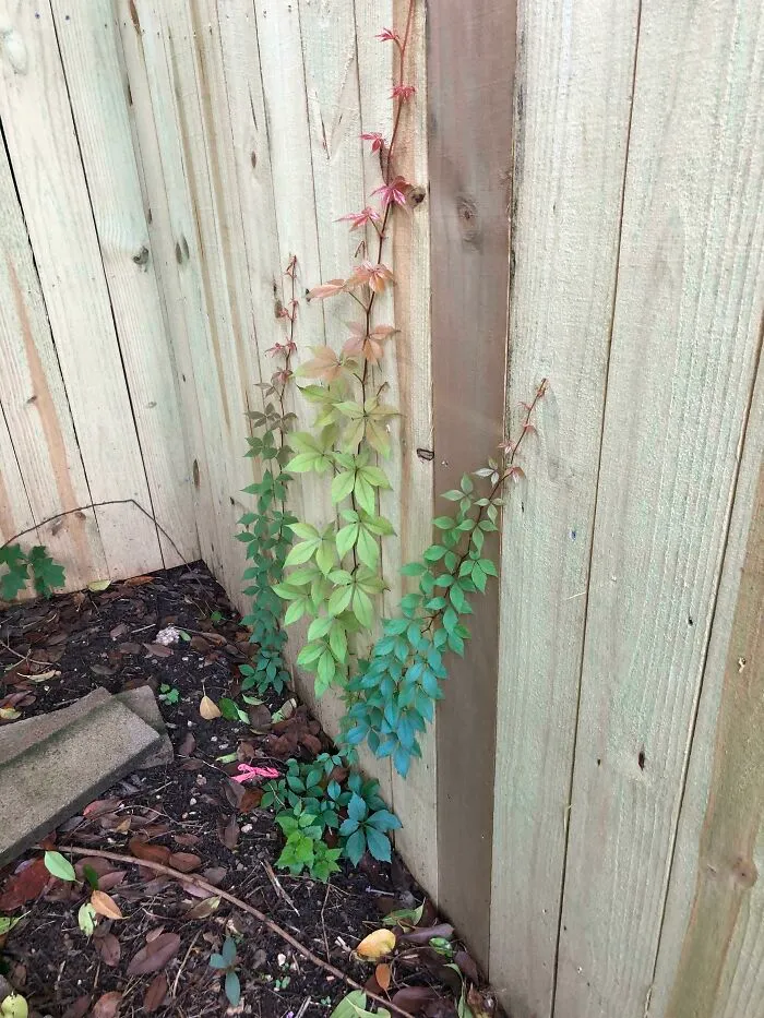 Planta trepadora colorida