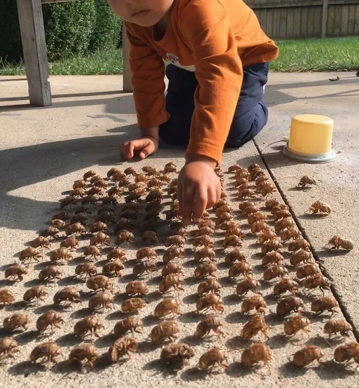 This Persons Child Built A Cicada Skin Army