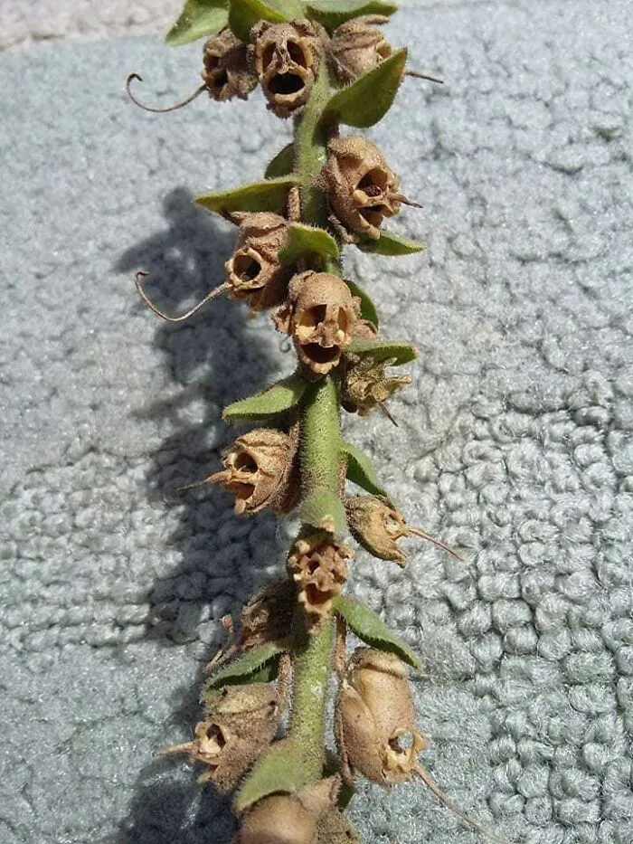 The Snapdragon Flower When It Dies