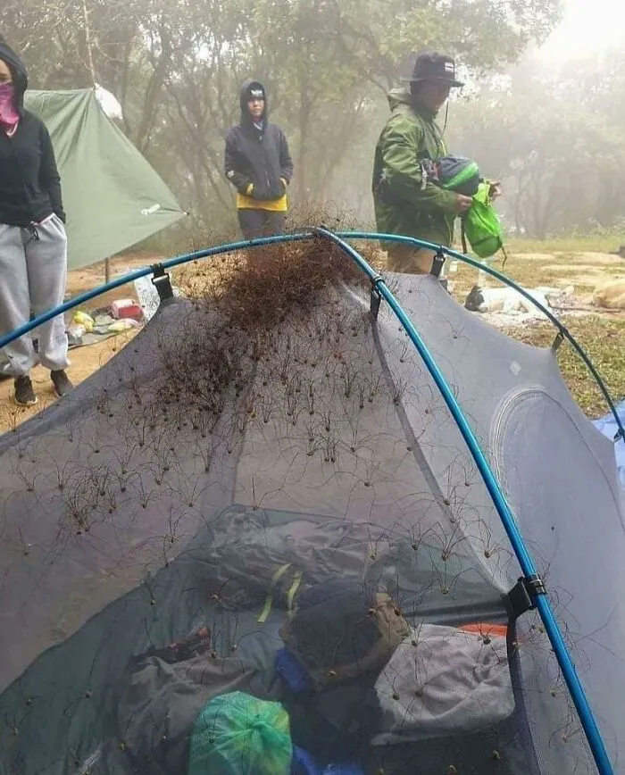 Infested Spider Tent