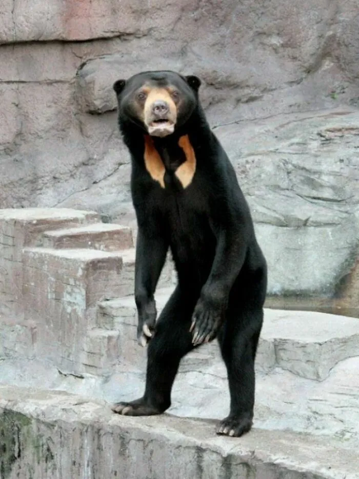 The Sun Bear Literally Looks Like A Man Inside A Bear Costume