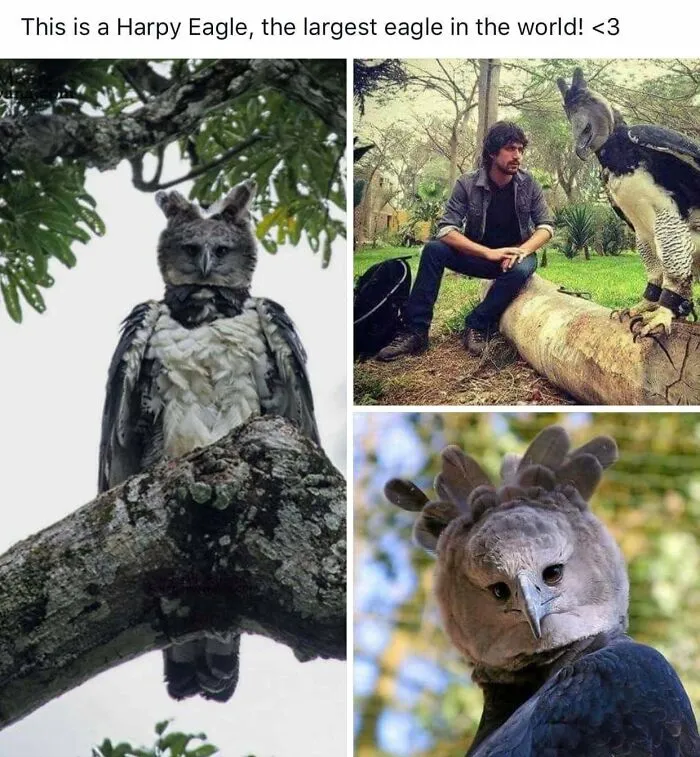 Harpy Eagle