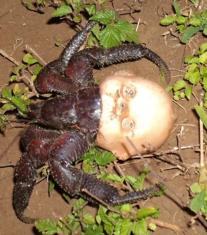 This Hermit Crab Using A Discarded Doll Head For A Shell
