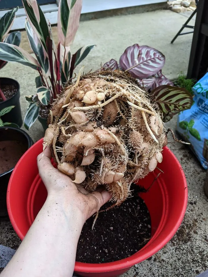 This Root System Of My Calathea Plant. These Root Nodules Mean It's Very Healthy, But It's Unnerving To Look At
