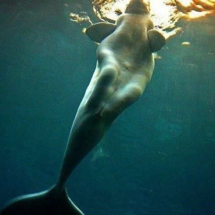 These Manatee’s Legs Creep Me Out So Much