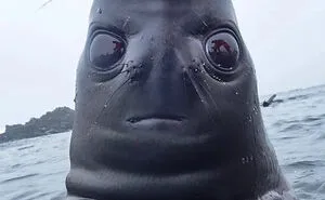 50 Times People Found Something Unsettling And Shared It On The "Thanks, I Hate It" Page