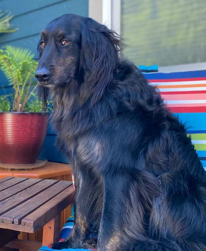 My Dog Doesn’t Bite....he Judges