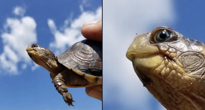 Esta peculiar tortuga de ojos azules tiene una de las sonrisas más contagiosas que he visto 