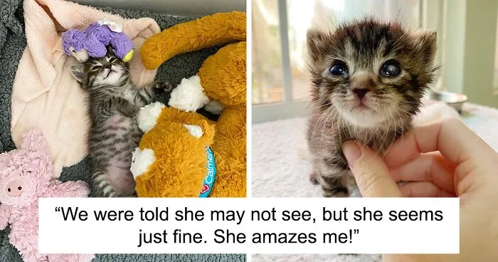 This Kitten Carries Her Toy Named Lamby Beans Everywhere After Being Brought Into Foster Care Alone