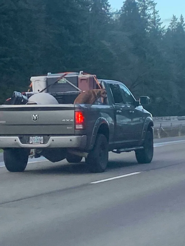 This Person Going 80 With A Dog In The Back