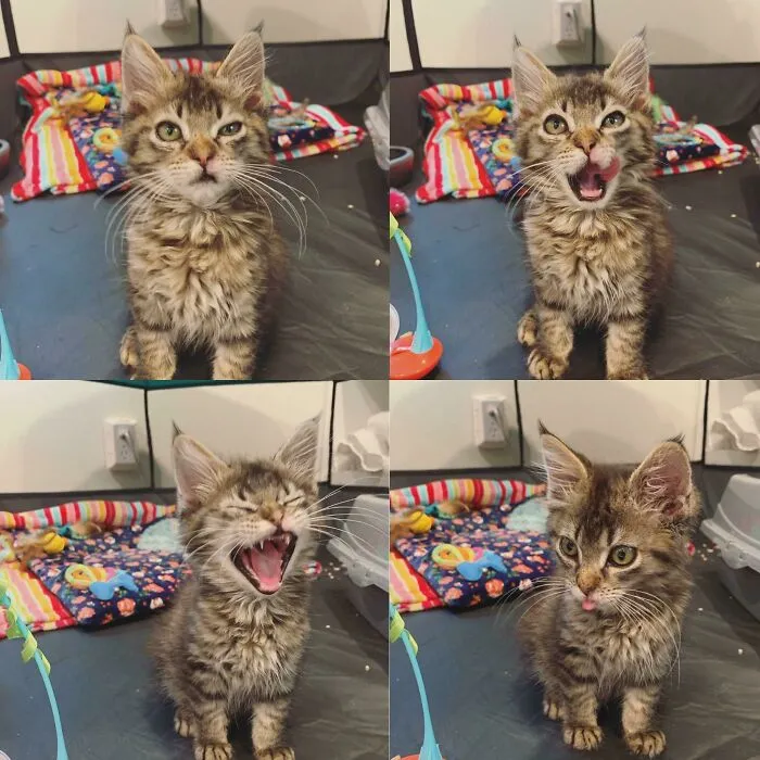 El rescatista me pidió que tomara fotos que capturaran la personalidad de esta gatita para que pudiese ser adoptada. Acabo de enviarle estas fotografías