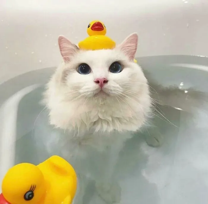 Aparentemente, ¡no todos los gatos odian la hora del baño!