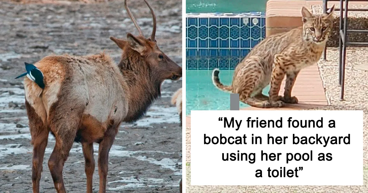 This Facebook Group Is Dedicated To Crappy Wildlife Photos That Are So Bad They’re Good (50 New Pics)